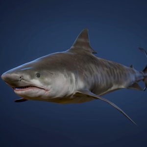 Tiger Shark