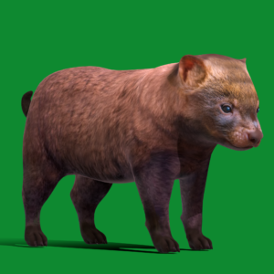 Bush Dog