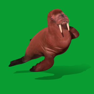 Walrus